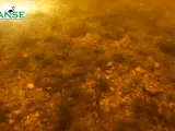 Hasta el momento, advierte en un comunicado, "la contaminación del Mar Menor por nitratos y fosfatos, procedentes de la agricultura intensiva e ilegal, ha provocado la recogida de más de 8 000 kilos de peces y crustáceos muertos en las orillas del Mar Menor".