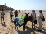 Sanitarios con la ayuda de burros limpian las playas de Doñana