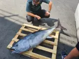 Sucesos.-Denunciado por transportar un atún de aleta azul de 40 kilos de peso sin documento de trazabilidad