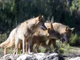 Robledo de Sanabria. El Centro del Lobo de Castilla y Leon alberga en sus instalaciones 11 ejemplares de Lobo Iberico (Canis Lupus Signatus) en situacion de semilibertad y esta abierto tres dias a la semana durante todo