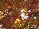 Hojas durante el otoño.