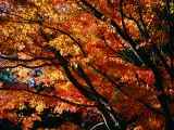 Colores del otoño en un bosque.