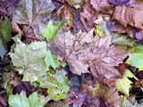 Hojas en el suelo durante el otoño.