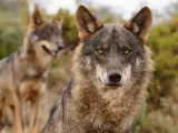 WWF pide aprobar urgentemente una nueva estrategia nacional de conservación del lobo