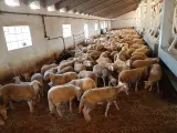Los primeros corderos inmunizados contra la lengua azul salen de Baleares destino a Teruel