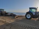 Sucesos.- Aparece una ballena muerta de ocho toneladas en la playa de El Altet, en Elche