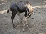 Bioparc Valencia despide el verano con el nacimiento de un blesbok