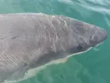 Tibur&oacute;n blanco avistado en Langosteira, A Coru&ntilde;a