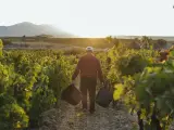 El control de maduración de Rioja refleja que el estado sanitario del viñedo "sigue siendo bueno"