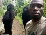 Ndakasi, el gorila, posando en su famosa 'selfie' con uno de los guardas.