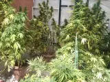 Dos detenidos por cultivar 60 plantas de gran tamaño de 'cannabis sativa' en un inmueble de Hellín