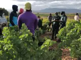 Guardia Civil en La Rioja intensifica actuaciones contra la explotación laboral y trata de personas durante la vendimia