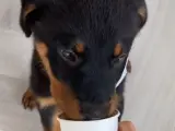 Los vídeos de cachorros son éxitos asegurados en Internet. Y, por supuesto, la reacción de un pequeño Rottweiler cuando prueba por primera vez el puppuccino no iba a ser menos. Con más de 128 mil visitas, el pequeño Kiko se ha vuelto viral.