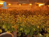Cuatro detenidos tras desmantelar una red de plantaciones dedicadas al cultivo de marihuana en Puertollano