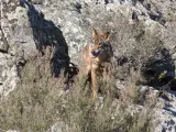 Robledo de Sanabria. El Centro del Lobo de Castilla y Leon alberga en sus instalaciones 11 ejemplares de Lobo Iberico (Canis Lupus Signatus) en situacion de semilibertad y esta abierto tres dias a la semana durante todo