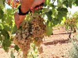 Investigan presunto etiquetado falso de vino Priorat, Montsant y Terra Alta (Tarragona)
