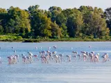 Flamencos en un estero de la provincia de Cádiz.