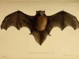 Ilustración de un murciélago de cola larga.