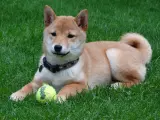 Una fotograf&iacute;a del perro de raza japonesa Shiba Inu.