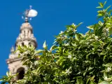 Un seminario internacional abordar&aacute; en Sevilla la mortal enfermedad de los naranjos que se extiende globalmente