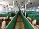 El sector porcino da trabajo a miles de familias en Segovia, pero las macrogranjas están generando oposición por sus impactos medioambientales.