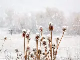 Flores cubiertas de nieve en Villanueva, La Rioja.