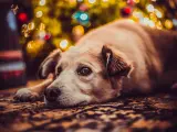 Un perro frente a un árbol de navidad.