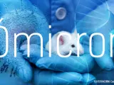 ¿Y si el origen de ómicron se encuentra en los ratones? Un estudio científico lo considera posible