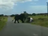 El elefante volcando el coche.