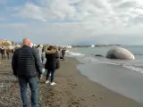 Aparece varada una ballena de nueve metros en la playa de La Rada de Estepona