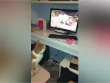 La hilarante reacción de un gato al ver el vídeo un ardilla