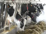 carne vaca