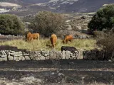 Unas vacas pastando en Ávila.