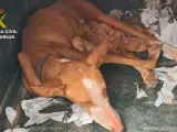 Varios cachorros junto a su madre rescatados por el Seprona en Gran Canaria.