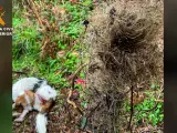 La Guardia Civil rescata a un perro atrapado en un lazo de caza para jabalíes en Malpica (A Coruña).