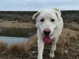 Olaf es un oso amoroso, que pide juego, caricias, mimos y compañía. Le encanta darse un buen paseo y chapotear en cualquier sitio con agua. También las manzanas y las mandarinas. Y dormir. ¡Eso le encanta! Si te gustaría darle un hogar a este osezno, contacta con info@ageraa.org