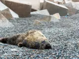 Ejemplar de una foca gris con vida en una playa de Motril.
