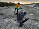 Ballenas varadas en Nueva Zelanda.