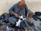 Este limpiador de zapatos egipcio se toma un peque&ntilde;o descanso en su trabajo y cepilla a un gato. (Foto: Reddit/Noura_Fatnasi)