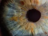 Las pupilas del ojo humano se contraen cuando hay más luz y se dilatan cuando hay poca luz.