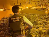 Plantación de marihuana descubierta por la Guardia Civil