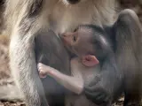 Nace en Bioparc Valencia a la vista del público una cría de un peculiar primate en peligro de extinción