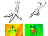 Recreación de la posible deformidad del pie de un dinosaurio cuyas huellas fueron encontradas en el yacimiento de Las Hoyas, en Cuenca. Ilustración de Lara de la Cita; fotografías del equipo de investigación de Las Hoyas.
