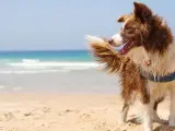 Perro en una playa.