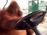 El vídeo más surrealista que verás hoy: un orangután conduce un carrito de golf ante la sorprendida mirada de un atónito tigre