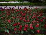 Tulipanes y otras flores, en el Real Jard&iacute;n Bot&aacute;nico.