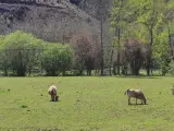 Vacas de carne, ganadería, medio rural EUROPA PRESS 26/4/2022