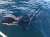 Ocho veleros del Estrecho quedan inutilizados por culpa de las orcas
