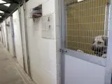 Un d&iacute;a en la Asociaci&oacute;n Nacional de Amigos de los Animales