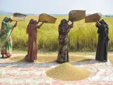 Cuatro mujeres bangladesíes procesan el arroz que acaban de recoger de los campos.